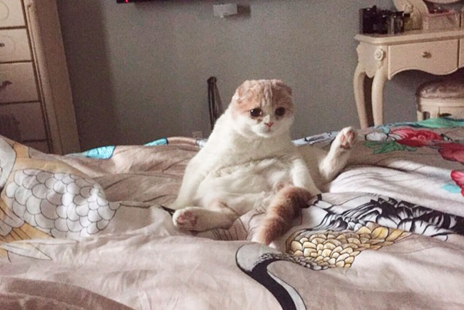 Одно из любимых занятий кота — сидеть как человек