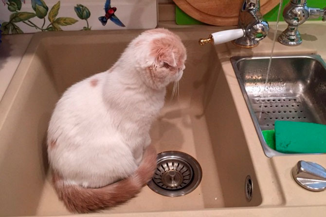 Еще Фофа не прочь попить воду прямо из-под крана или помедитировать, глядя на нее