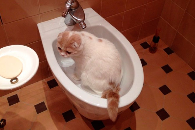 Также любимцу Леры Кудрявцевой вполне комфортно отдыхать в раковине или биде