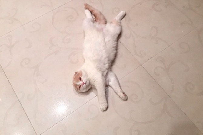 Хозяйка просто души не чает в своем домашнем животном