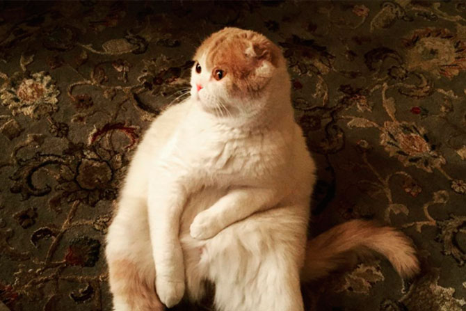 Не исключено, что кот Леры Кудрявцевой станет новой звездой Instagram