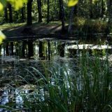 Тело звезды шоу 