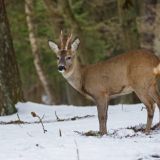 Провалившуюся под лед косулю спасли в Самарской области Провалившуюся под лед косулю спасли в Самарской области