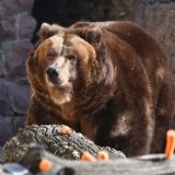 Лесные развлечения медвежонка попали на камеру – видео