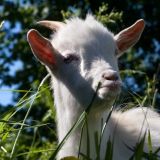 Милый козленок на стажировке – видео