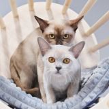 Ее киски в зоне риска: животные Ксении Качалиной вновь оказались бездомными