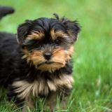 Тест: угадайте фильм по кадру с питомцем