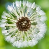 Овну – одуванчик, а Льву – подсолнечник / Лекарственные травы и растения для каждого знака зодиака / Их можно вырастить даже на огороде!