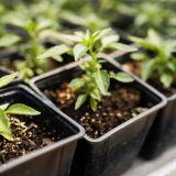 Этот способ даст отличный результат! / Как вырастить рассаду дома