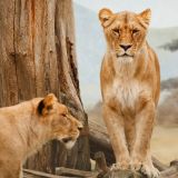 Тест только для Вас: угадайте милых животных по необычным фактам!