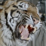 Тест: В каких советских фильмах снимались эти животные