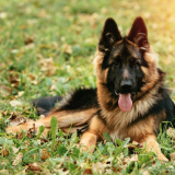 Тест для любителей питомцев: угадай советский фильм по кадру с собакой