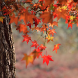 Тест: с какого дерева опали эти листья?