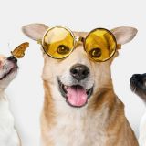 ТЕСТ: узнай животное по глазам