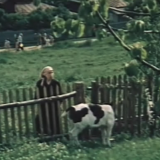 Тест: угадайте советские фильмы и мультфильмы по 1 кадру с коровой